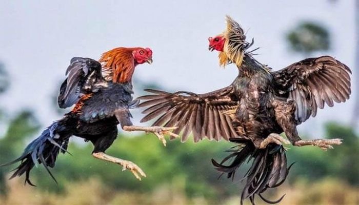 Đá Gà 8XBet phát sóng đá gà trực tuyến theo thời gian thực