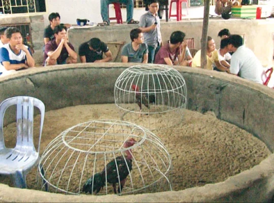 Đá gà truyền thống và sự phát triển sang hình thức trực tuyến