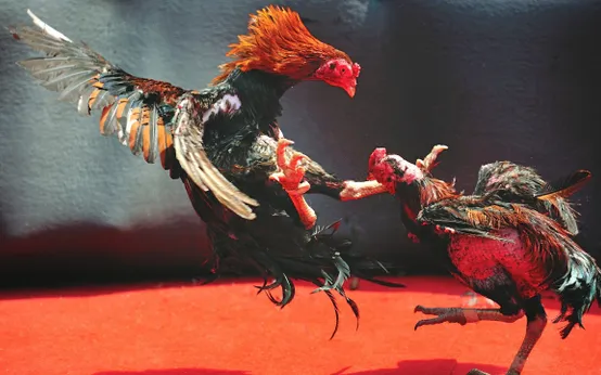 Xem đá gà online trong hệ sinh thái giải trí của 8xbet